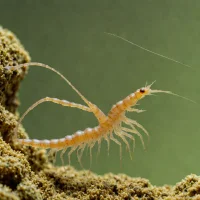 Longhorn Fairy Shrimp