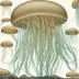 Lobonemoides gracilis