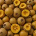 Lucuma (Pouteria lucuma)