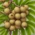 Longan (Dimocarpus longan)
