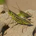Large Banded Grasshopper (Stauroderus scalaris)