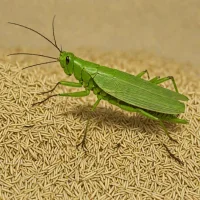 Large Rice Grasshopper (Hieroglyphus nigrorepletus)