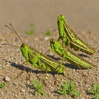 Large Band-winged Grasshopper (Bryodemella tuberculata)