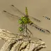 Least Clubtail