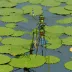 Lilypad Clubtail