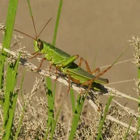 Little Pasture Grasshopper (Melanoplus infantilis)
