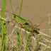 Little Pasture Grasshopper (Melanoplus infantilis)