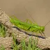 Long-antennae Grasshopper (Phlaeoba antennata)