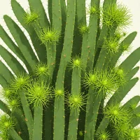 Lepismium houlletianum