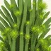 Lepismium houlletianum