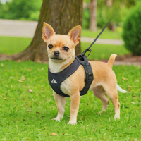 Little Dogs by Calistar Harness