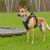 Lucky Dog Outfitters Rambler Harness