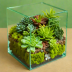 Little Green Box DIY Terrarium Kit