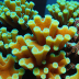 Montipora Capricornus (Chocolate Chip Coral)