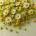 Mighty Leaf Chamomile