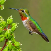 Mexican Woodnymph