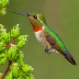 Mexican Woodnymph