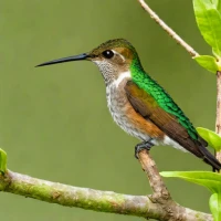 Mangrove Hummingbird