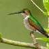Mangrove Hummingbird