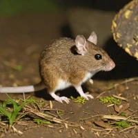 Mouse Bandicoot