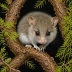 Mountain Pygmy Possum