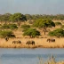 Matusadona Savanna