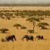 Moremi Savanna