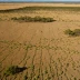 Mitchell Grass Downs