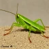 Melanoplus confusus