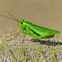 Melanoplus borealis