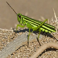 Mermiria bivittata