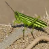 Mermiria bivittata