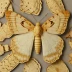 Muga silkworm moth
