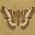 Mottled beauty moth