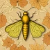 Maple callus borer moth