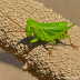 Migratory Locust (Locusta migratoria)