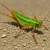 Migratory Grasshopper (Melanoplus sanguinipes)