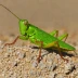 Mexican Grasshopper (Melanoplus mexicanus)