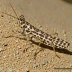 Mottled Sand Grasshopper (Spharagemon collare)