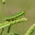 Meadow Grasshopper (Chorthippus parallelus)