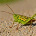 Mottled Grasshopper (Myrmeleotettix maculatus)