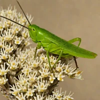 Melanoplus confusus (Small Rangelands Grasshopper)