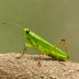 Metaleptea brevicornis (Short-horned Grasshopper)