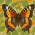 Milbert's Tortoiseshell