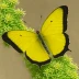 Mexican Yellow