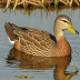 Mottled Duck