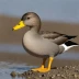 Magellanic Flightless Steamer Duck