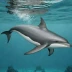 Melon-headed Whale
