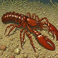 Mozambique lobsterette (Metanephrops mozambicus)