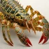 Mauritanian spiny lobster (Palinurus mauritanicus)